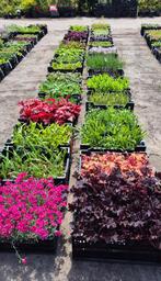 Vaste planten in soorten, Volle zon, Vaste plant, Zomer, Ophalen