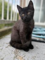 Lieve kittens (13 weken) Britse Korthaar& Cypers, Dieren en Toebehoren, Katten en Kittens | Dekkaters, 0 tot 2 jaar