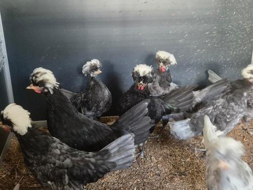 Gratis hanen af te halen, Dieren en Toebehoren, Pluimvee, Kip, Mannelijk