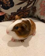 Cavia baby (21 okt) beertje, Dieren en Toebehoren, Cavia, Mannelijk, Tam, Oktober