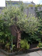 olijf boom hoogte ca 1.60, Tuin en Terras, Planten | Bomen, Ophalen, Volle zon, Overige soorten