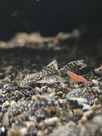 Ancistrus longfin pleco, Dieren en Toebehoren, Vissen | Aquariumvissen