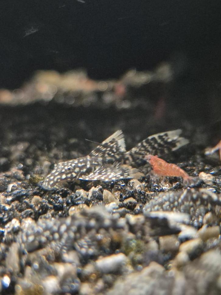 Ancistrus longfin pleco, Dieren en Toebehoren, Vissen | Aquariumvissen