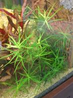 Sterrenkruid, Ophalen, Nieuw, Plant(en), Steen of Hout