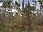 te koop bosgrond gelegen tussen Nijmegen, Helmond en Venlo, Tuin en Terras, Planten | Bomen, Overige soorten, Ophalen