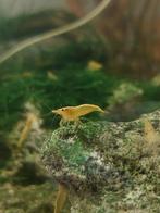 Gele neocaridina garnalen (+100 beschikbaar), Kreeft, Krab of Garnaal