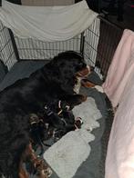 BERNER SENNEN PUPS, Meerdere, Meerdere dieren, Nederland, Particulier