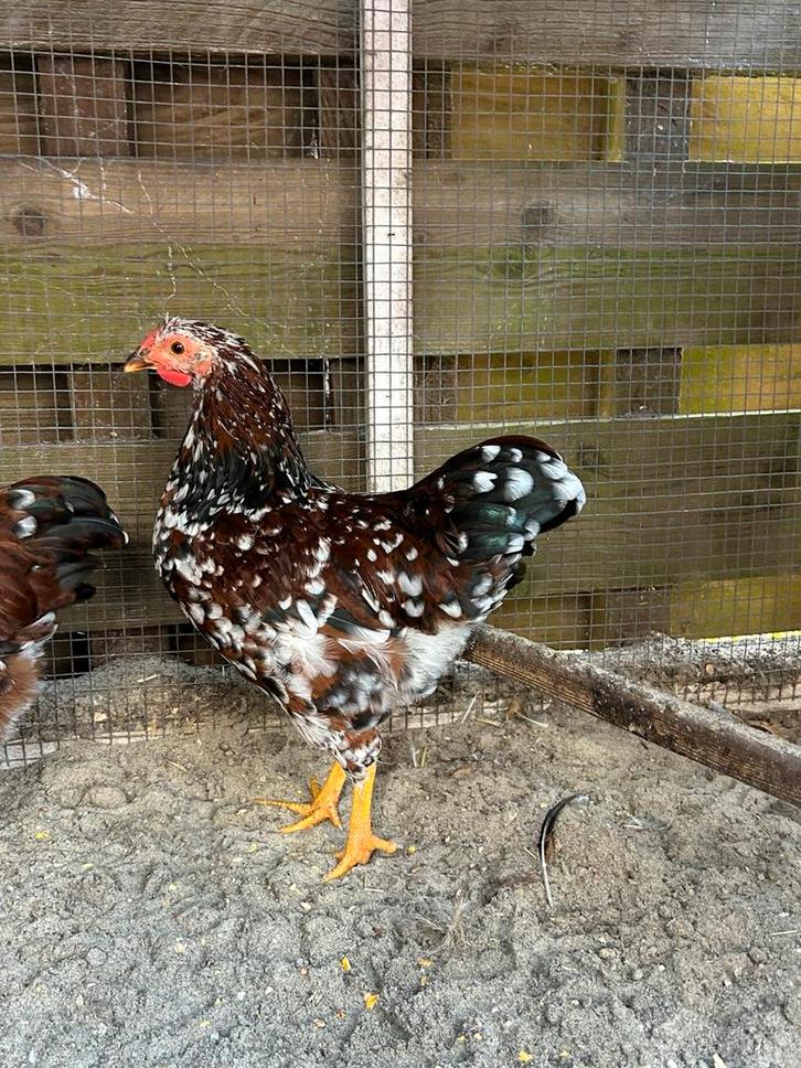 Wyandotte roodporselein kriel haan, Dieren en Toebehoren, Pluimvee, Kip, Mannelijk