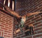 Opgezette arendbuizerd, Verzamelen, Dierenverzamelingen, Ophalen, Zo goed als nieuw, Vogel, Opgezet dier