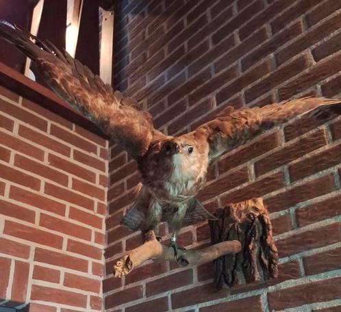 Opgezette arendbuizerd, Verzamelen, Dierenverzamelingen, Zo goed als nieuw, Opgezet dier, Vogel, Ophalen