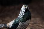 Broedeieren van fazanten, Dieren en Toebehoren, Pluimvee, Geslacht onbekend, Overige soorten