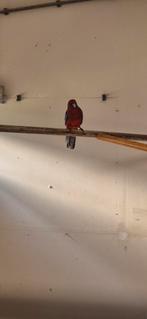 Penant rossella, Dieren en Toebehoren, Vogels | Parkieten en Papegaaien, Meerdere dieren, Parkiet