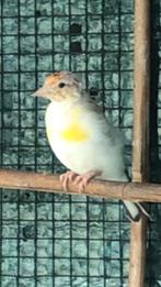 Majoor Putters 2025, Dieren en Toebehoren, Meerdere dieren, Wildzangvogel, Geringd
