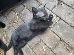 Schöne zu Hause gesucht für drei kleine Katzen, Dieren en Toebehoren