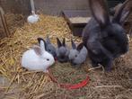 Duitse reuzen, Dieren en Toebehoren, Meerdere dieren, Groot, 0 tot 2 jaar