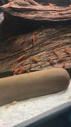 Vuurgarnalen, Kreeft, Krab of Garnaal