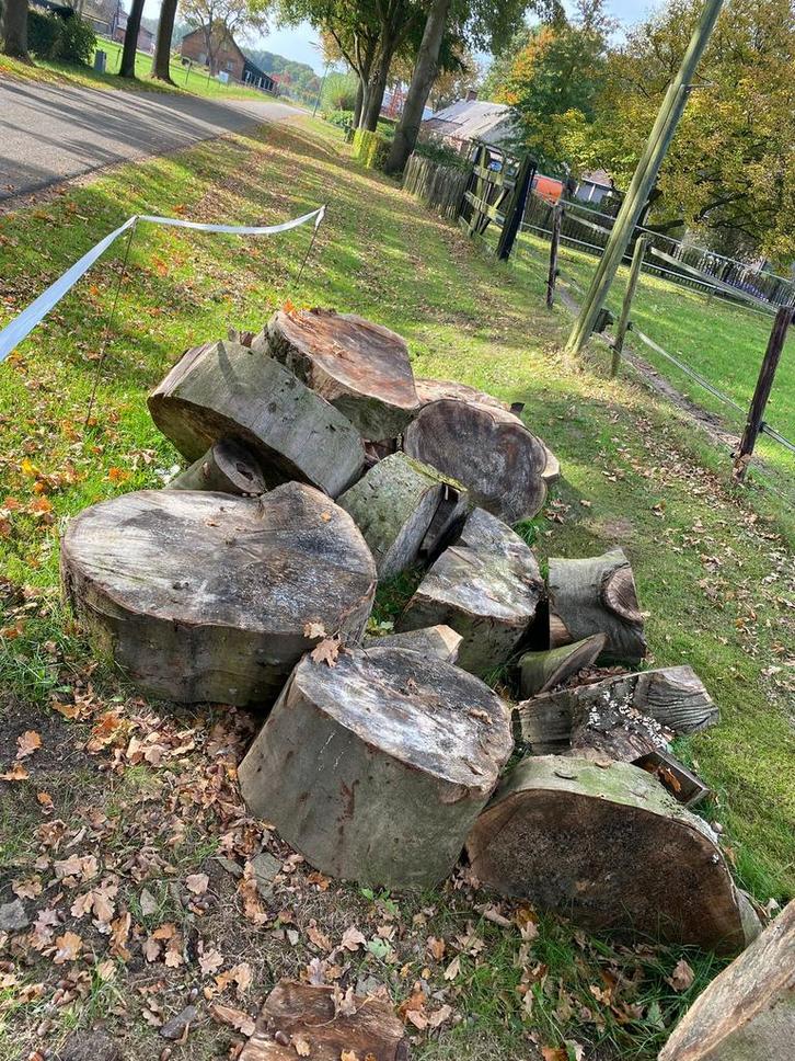 Partij beukenhout in schijven, Tuin en Terras, Haardhout, Blokken, Beukenhout, 6 m³ of meer, Ophalen