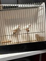 2 witte zebravink poppen, Dieren en Toebehoren, Meerdere dieren