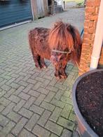 Te koop Shetlander hengst, Dieren en Toebehoren, Pony's, Hengst, Recreatiepony, Gechipt, 7 tot 10 jaar