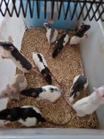 Te koop ratten, rittens, voederdieren, Dieren en Toebehoren, Rat, Juni, Meerdere dieren, Tam