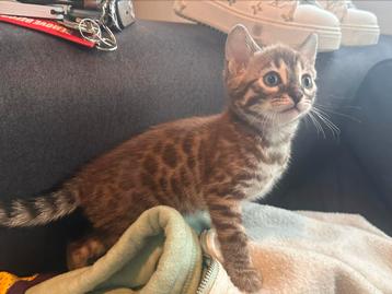 Bengaal poesjes snow & black tabby met stamboom  beschikbaar voor biedingen
