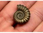 Iron pyrite ammonite fossil - Fossiel 196 miljoen jaar oud, Ophalen of Verzenden, Fossiel