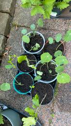 Tuinplant Indische kers, Ophalen of Verzenden, Zomer, Overige soorten, Volle zon