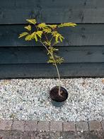 Albizia julibrissin, Ophalen, Zomer, Volle zon, Overige soorten