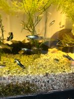 Panda guppen, Dieren en Toebehoren, Vissen | Aquariumvissen, Vis