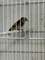 Koppel parva putters 2025, Meerdere dieren, Wildzangvogel, Geringd