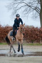 Zeer gave, knappe en brave allround D pony!!️, Dieren en Toebehoren, Pony's, Merrie, B, Gechipt, Springpony