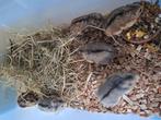 Aangeboden jonge dwerghamsters 8 weken oud, Dieren en Toebehoren, Juni, Vrouwelijk, Hamster