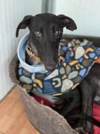 ACE: Moro is een lieve en elegante hond, Dieren en Toebehoren, Particulier, Reu, Galgo, 1 tot 2 jaar