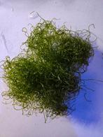 Zeeaquarium chaeto wier portie., Dieren en Toebehoren, Ophalen of Verzenden