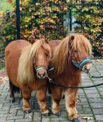 🩷🫶Twee prachtige vosjes(moeder en dochter)🩷🫶, Dieren en Toebehoren, Gechipt, 0 tot 2 jaar, Hengst, A pony (tot 1.17m)
