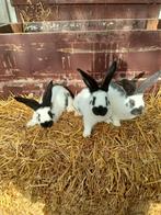 3 jonge groot Lotharinger rammetjes, Dieren en Toebehoren, Konijnen, Mannelijk, Groot, 0 tot 2 jaar