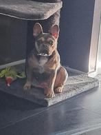 Zeer mooie compacte Franse bulldog teefje, België, Particulier, Rabiës (hondsdolheid), 1 tot 2 jaar