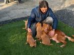 Nova scotia duck tolling retriever, Nederland, Parvo, Overige rassen, 8 tot 15 weken