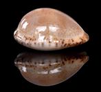 Schelpen: Cypraea declivis dennyorum 22mm (Gem-) Zeldzaam!, Ophalen of Verzenden, Schelp(en)