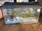 Indische wandelende takken met terrarium.