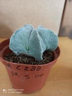 Astrophytum potmaat 10 nummer C288, Huis en Inrichting, Kamerplanten, Ophalen of Verzenden
