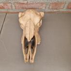 Decoratief Dierenbeeld - schedel, Ophalen of Verzenden, Gebruikt, Schedel
