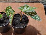 Begonia Double Dot, Ophalen of Verzenden, Halfschaduw, Minder dan 100 cm