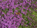 Thymus - tijm tuinplanten, Tuin en Terras, Planten | Tuinplanten, Overige soorten, Vaste plant, Ophalen of Verzenden, Halfschaduw