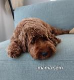 Labradoodle mini, Dieren en Toebehoren, Honden | Niet-rashonden, Meerdere, Meerdere dieren, Klein, Nederland