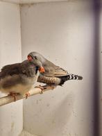 Koppel zebravinken, Meerdere dieren, Tropenvogel, Geringd