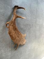 Groot Damhert Gewei - Afgeworpen 2025, Ophalen of Verzenden, Nieuw