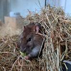 Lieve rat zoek nieuw thuis, man, Dieren en Toebehoren, Knaagdieren, Oktober, Mannelijk, Rat