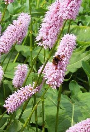 Zaden Persicaria bistorta 'Superba' beschikbaar voor biedingen