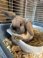 Lief knap minilop konijntje🩵🩵zoekt huisje, Meerdere dieren, Dwerg, Hangoor, 0 tot 2 jaar